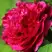Пион НОЧНЫЕ ГРЕЗЫ древовидный в Жлобине