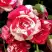 Роза ФАЙЕР ВОРКС миниатюрная в Жлобине