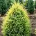 Можжевельник ГОЛД КОН обыкновенный в Жлобине