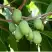 Актинидия РОГОВ аргута в Жлобине