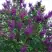 Сирень СУМЕРКИ в Жлобине