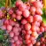 Виноград КИШМИШ КРАСНЫЙ в Жлобине