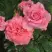 Роза ПЬЕР КАРДЕН чайно-гибридная в Жлобине