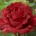 Роза РЕД ИНТУИШН чайно-гибридная в Жлобине