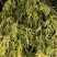Кипарисовик ФИЛИФЕРА АУРЕА горохоплодный в Жлобине