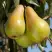 Груша КОНКОРД в Жлобине