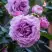 Роза СИЛЬВЕР КВИК плетистая в Жлобине