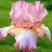 Ирис БЛАШИНГ ПИНК бородатый в Жлобине