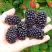 Ежевика ОУАЧИТА бесшипная  в Жлобине