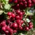 Рябина ГРАНАТНАЯ сладкоплодная в Жлобине