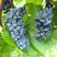 Виноград ВЭЛИАНТ в Жлобине