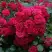 Роза РАДОСТЬ САДОВНИКА (ГАРТЕН ФРОЙДЕ) почвопокровная в Жлобине