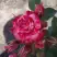 Роза ФАЙЕР ВОРКС миниатюрная в Жлобине