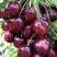 Черешня СИЛЬВИЯ колоновидная в Жлобине