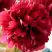 Пион БЕЛГРАВИЯ травянистый в Жлобине