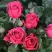 Роза ЛАВ ЛЕТТЕР флорибунда в Жлобине