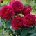 Роза КЕЙТ английская в Жлобине