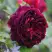 Роза МАНСТЕД ВУД английская в Жлобине