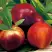 Нектарин СТАРК РЕД ГОЛД в Жлобине