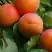 Абрикос ГРАФИНЯ в Жлобине
