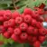 Рябина АЛАЯ КРУПНАЯ сладкоплодная в Жлобине