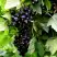 Смородина чёрная БЕЛОРУССКАЯ СЛАДКАЯ в Жлобине