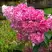 Гортензия МЕГА МИНДИ метельчатая в Жлобине