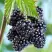 Ежевика БЛЭК САТИН бесшипная  в Жлобине