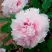 Пион ПЕРСИК ПОД СНЕГОМ древовидный в Жлобине