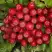 Рябина РУБИНОВАЯ сладкоплодная в Жлобине