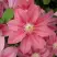 Клематис ЛИТЛ МЕРМЕЙД в Жлобине