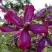 Клематис СВИТ САММЕР ЛАВ в Жлобине