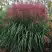Мискантус МАЛЕПАРТУС китайский  в Жлобине