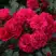Роза РАДОСТЬ САДОВНИКА (ГАРТЕН ФРОЙДЕ) почвопокровная в Жлобине