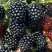 Ежевика ЭВЕРГРИН бесшипная  в Жлобине