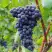 Виноград МУКУЗАНИ в Жлобине