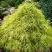 Кипарисовик ФИЛИФЕРА АУРЕА горохоплодный в Жлобине