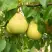 Груша ВЕЛИКАЯ ЛЕТНЯЯ (БОЛЬШАЯ ЛЕТНЯЯ) в Жлобине