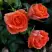 Роза ОРАНЖ ДЖЕВЕЛ миниатюрная в Жлобине