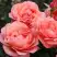 Роза КОРАЛ ЛИОНС РОУЗ флорибунда в Жлобине