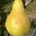 Груша КОНКОРД в Жлобине