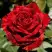 Роза РЕД ИНТУИШН чайно-гибридная в Жлобине