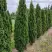 Туя ДЕГРУТ СПАЙР западная в Жлобине