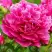Пион НОЧНЫЕ ГРЕЗЫ древовидный в Жлобине