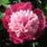 Пион КАПЛЯ РОСЫ травянистый в Жлобине