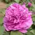 Пион ОРНАМЕНТ древовидный в Жлобине