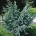 Можжевельник БЛЮ АЛЬПС китайский  в Жлобине
