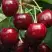 Черешня ГРОНКАВАЯ в Жлобине