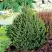 Ель КОМПАКТА обыкновенная в Жлобине