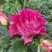 Роза БРЕРА флорибунда в Жлобине